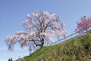 御池台の滝桜