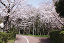 栂緑道庭代台付近の桜