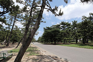 浜寺公園の松林