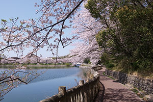 大蓮池沿いの桜